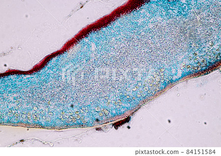Characteristics of Lichen, hyphae and Symbiotic algae under the microscope for education. Characteristics of Lichen, hyphae and Symbiotic algae under the microscope for education. 84151584