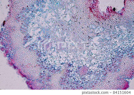 Characteristics of Lichen, hyphae and Symbiotic algae under the microscope for education. Characteristics of Lichen, hyphae and Symbiotic algae under the microscope for education. 84151604