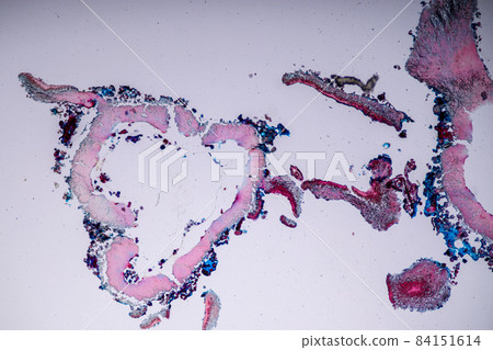 Characteristics of Lichen, hyphae and Symbiotic algae under the microscope for education. Characteristics of Lichen, hyphae and Symbiotic algae under the microscope for education. 84151614