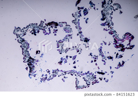 Characteristics of Lichen, hyphae and Symbiotic algae under the microscope for education. Characteristics of Lichen, hyphae and Symbiotic algae under the microscope for education. 84151623