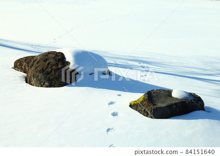 Footprints of animals walking around stones on the snow Footprints of animals walking around stones on the snow 84151640
