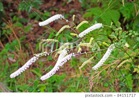 Actaea simplex, a white brush-like plant that grows naturally in the mountains 84151717