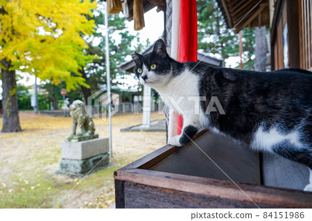 女木島鬼島貓（香川縣高松市） 84151986