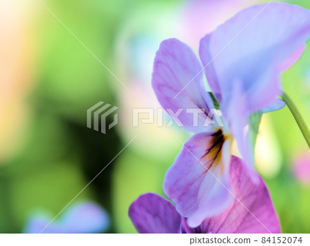 紫色中提琴花“Viola Pink Antique” 84152074