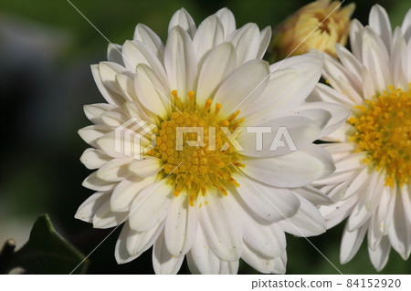 秋季花園中盛開的白色噴霧菊花 84152920