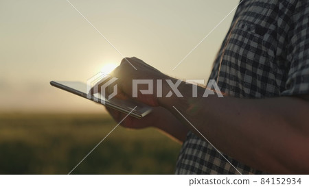 farmer working with crayfish field tablet at sunset, farming, harvest time, green wheat grown on farm, agricultural plantations of business vegetables, growing grains and seeds ranch, rye rural areas 84152934