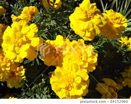 萬壽菊 萬壽菊 84152960