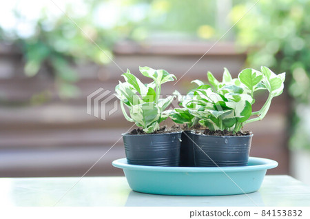 Epipremnum aureum ,Linden and Andre 84153832