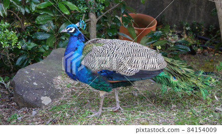 孔雀 孔雀 84154009