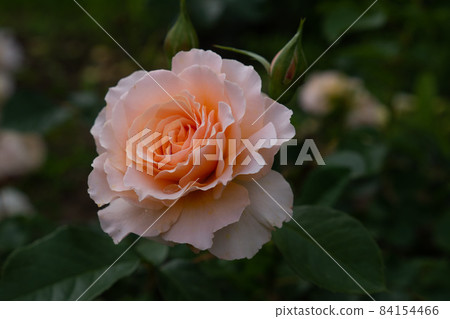 Single pink rose with leaves on natural green background. Greeting card for anniversary, St.Valentine's Day, botany calendar. Close up photo. Single pink rose with leaves on natural green background. Greeting card for anniversary, St.Valentine's Day, botany calendar. Close up photo. 84154466