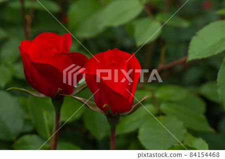 Two red roses with leaves on green background. Perfect flower Two red roses with leaves on green background. Perfect flower 84154468