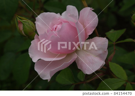 Single pink rose with leaves on green background. Perfect flower Single pink rose with leaves on green background. Perfect flower 84154470