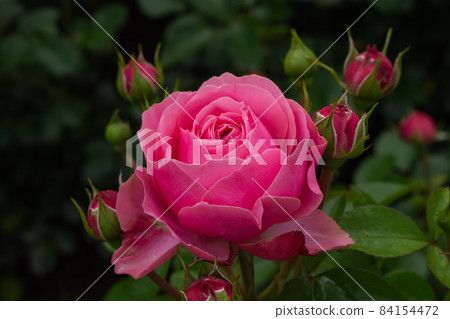 Single pink rose with leaves on green background. Perfect flower 84154472