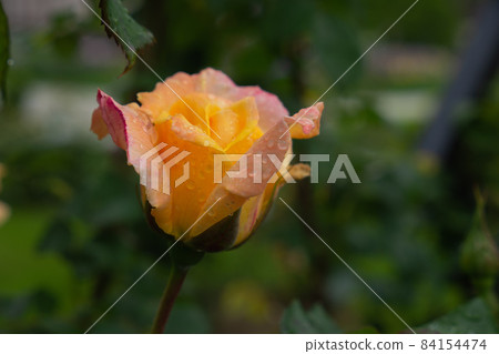 Single peach rose with leaves on green background. Perfect flower 84154474