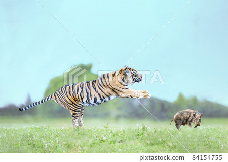 A tiger jumping on a wild boar in the meadow. Weak meat and strong food image 84154755
