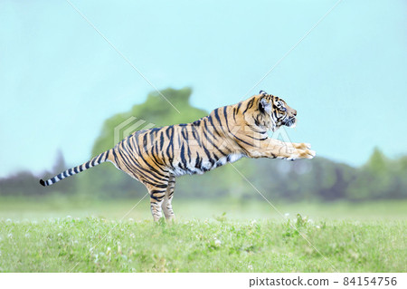 Tiger jumping in the meadow 84154756
