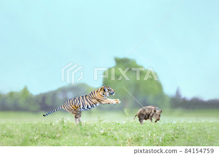 A tiger jumping on a wild boar in the meadow. Weak meat and strong food image A tiger jumping on a wild boar in the meadow. Weak meat and strong food image 84154759
