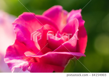 士林官邸 玫瑰花 84154903