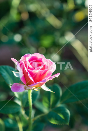 士林官邸 玫瑰花 士林官邸 玫瑰花 84154905