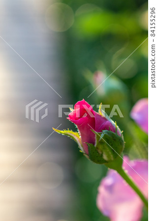 士林官邸 玫瑰花 84155296