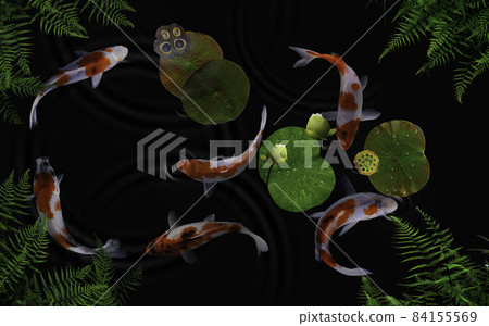 Koi fish in a pond with green plants and lotus flowers 84155569