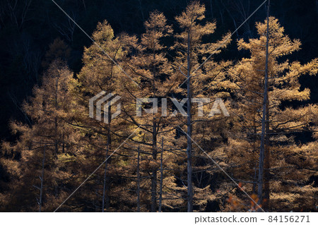 落日餘暉中出現的落葉松 84156271