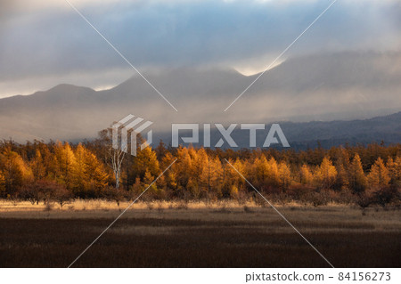 小田代原夫人和被晨光染紅的金屏風 84156273