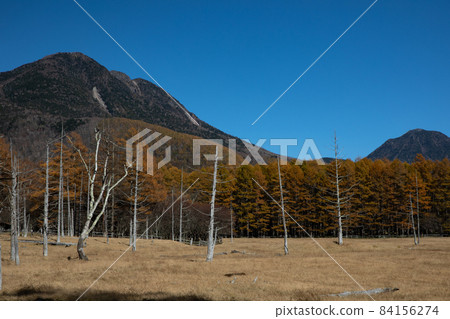 天氣晴朗時，Kotoku Ranch 的一棵枯樹 84156274