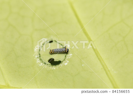 Marsdenia tomentosa 葉板栗虎幼蟲 84156655