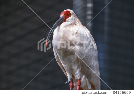 朱鹮 Nipponia nippon 84156669