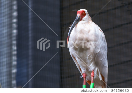 Crested Ibis Nipponia nippon 84156680