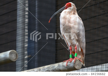 朱鹮 Nipponia nippon 84156682