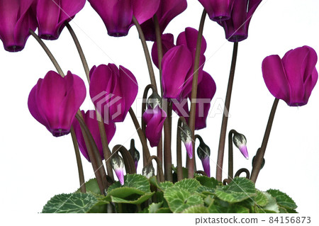 Bright reddish purple cyclamen (fix shooting) 84156873