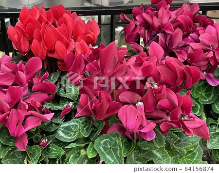 Cyclamen 84156874