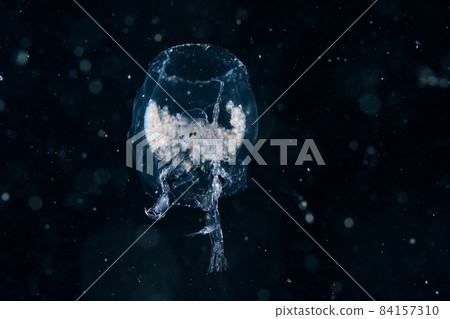 保護卵子的 Phronima sentaria 84157310