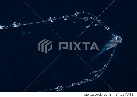 一種深海生物 Desmodema polysticum 84157311