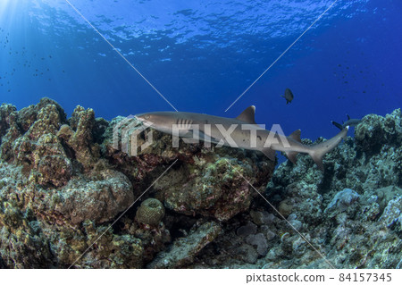 Whitetip reef shark swimming in Ogasawara 84157345