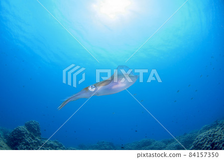 藍海和大鰭礁魷魚 藍海和大鰭礁魷魚 84157350