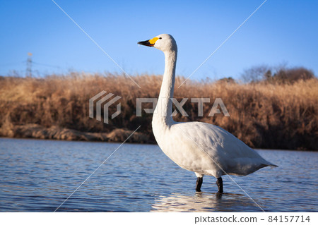 A swan standing in the Oppe River in Kawajima Town, Saitama Prefecture, where the swan flies, and looking happily at the sun at sunrise. A swan standing in the Oppe River in Kawajima Town, Saitama Prefecture, where the swan flies, and looking happily at the sun at sunrise. 84157714