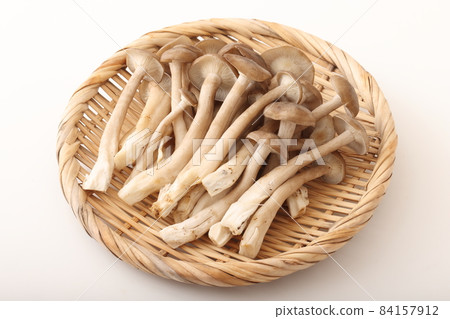 Hatakeshimeji (mycelial bed) 84157912