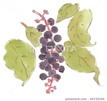 墨水水果(商陸,墨水漿果)的水彩插圖。像紫色葡萄一樣的水果植物。 墨水水果(商陸,墨水漿果)的水彩插圖。像紫色葡萄一樣的水果植物。 84158344