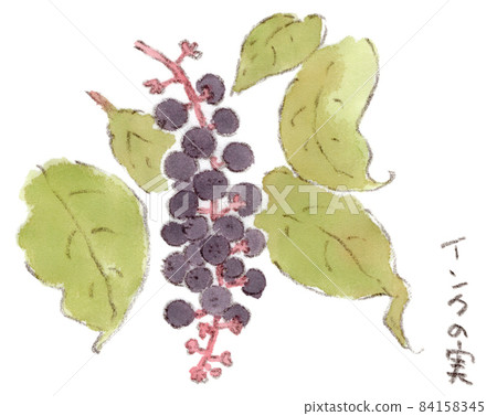 墨水水果（商陸，墨水漿果）的水彩插圖。像紫色葡萄一樣的水果植物。 84158345