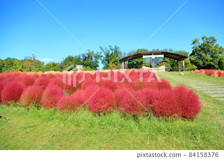 Kokia的秋葉 84158376