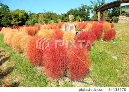 Kokia的秋葉 84158378