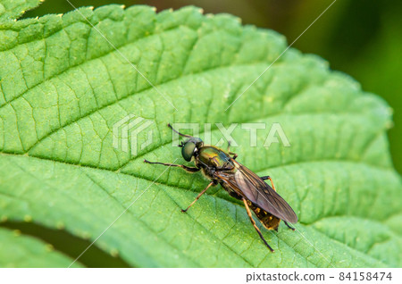 Rurimizuabu 84158474