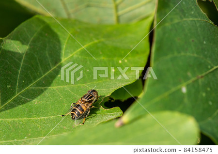 Kigoshihanaab female 84158475