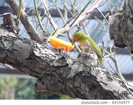 Mejiro和李子樹 84158477