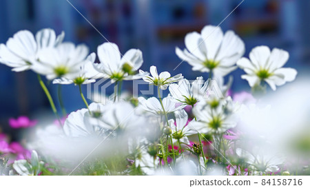 White cosmos that shines against the sun White cosmos that shines against the sun 84158716