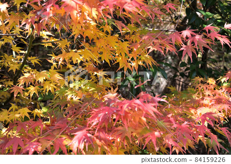 Autumn has come, so hunting for autumn leaves Autumn has come, so hunting for autumn leaves 84159226