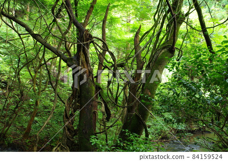 Dense forest 84159524